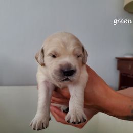 Golden Retriever Puppies from Lakeside Goldens