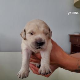 Golden Retriever Puppies from Lakeside Goldens