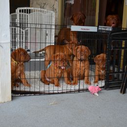 Dogue de Bordeaux Puppies from Toni  Young