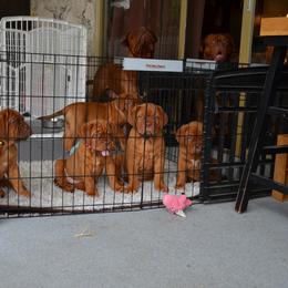 Dogue de Bordeaux Puppies from Toni  Young
