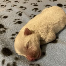 Boy 1 - White male American Eskimo Dog puppy in Westwego, Louisiana from Connie's American Eskimo Dogs and Mini Australian Shepherd Dogs