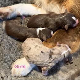 5 - Red tri female Miniature Australian Shepherd puppy in Cedar Creek, Texas from Rowdy Ranch Tx