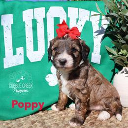 Poppy - Sable female Bernedoodle puppy in Heyworth, Illinois from Cobble Creek Puppies