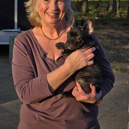 Jimmy - Brindle male French Bulldog puppy in Summit, Mississippi from Impressive Bulldogs and French Bulldogs