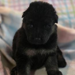 Female 3 - Black and tan female German Shepherd puppy in Leon, West Virginia from Heart2Heart Kennels