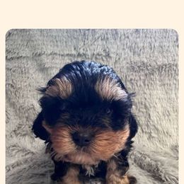 Cavapoo All Grown Up from Carolina Canines