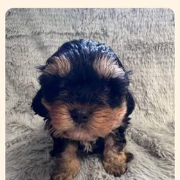 Cavapoo All Grown Up from Carolina Canines