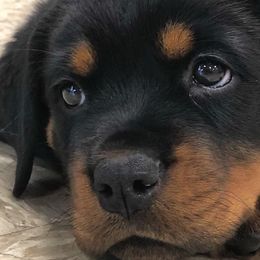 Rottweilers from Jany Rottweilers
