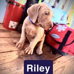 Riley - Silver gray male Weimaraner puppy in Talking Rock, Georgia from North Georgia Weims