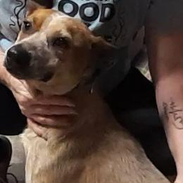 Australian Cattle Dogs and Redbone Coonhounds from Stars and Stripes Heelers and Hounds