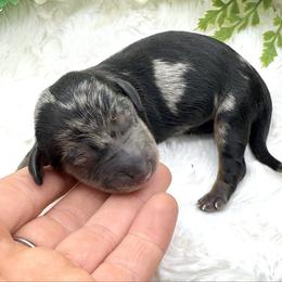 Dawson - Dapple male Dachshund puppy in Exeter, California from Sawtooth Miniature Dachshunds