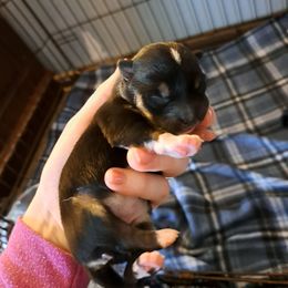 Igloo - Black and tan female Shiba Inu puppy in Osceola, Iowa from Jordan's Shiba Inu