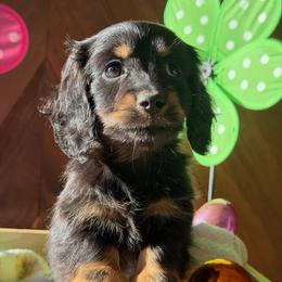 Violet - Black and tan female Dachshund puppy in Pflugerville, Texas from Dream A Dream Dachshunds