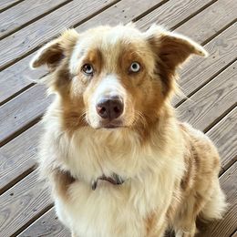 Daisy - Australian Shepherd