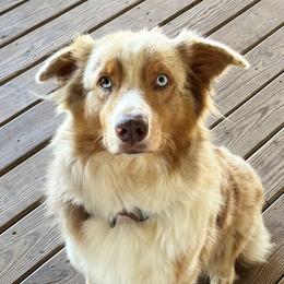 Daisy - Australian Shepherd