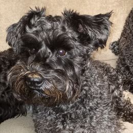 Miniature Schnauzers from Badingham Miniature Schnauzers