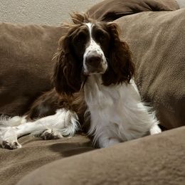 Lollipop - White and liver female English Springer Spaniel puppy in Fond Du Lac, Wisconsin from Clucking Homestead Springers & Dachshunds