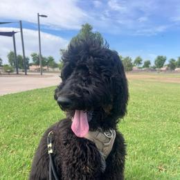 No Fuss Gus - Phantom male Bernedoodle puppy in Chandler, Arizona from Phoebe's Bebies
