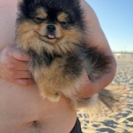 Rocket - Black and tan male Pomeranian puppy in Stanton, California from Pure hearts