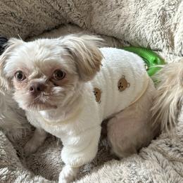 Gumbo - Shih Tzu