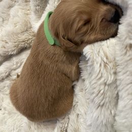 Golden Retriever Puppies from Tradershire Goldens