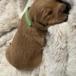 Golden Retriever Puppies from Tradershire Goldens