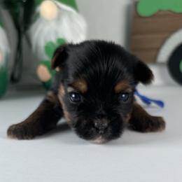 Blue Boy - Black and tan male Yorkshire Terrier puppy in Gainesville, Georgia from Country Dog Kennels.
