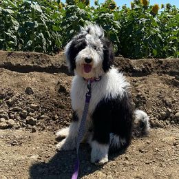 Sheepadoodles from Nor Cal Sheepadoodle
