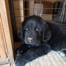 2 Pac - Black male Newfoundland puppy in Quaker City, Ohio from Country Magik