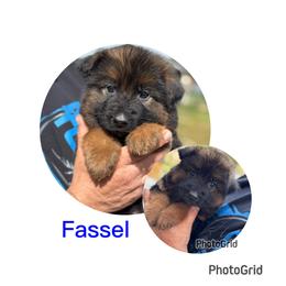 Fassel - Black and red male German Shepherd puppy in Hesperia, California from Von Geesa