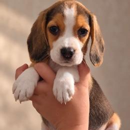 Ruby - Black tan and white female Beagle puppy in Lake City, Florida from Sunkissed Beagles