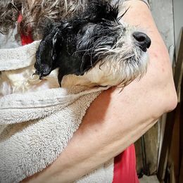 Bearded Collie and Border Collie Puppies from Beloved Bearded & Border Collies