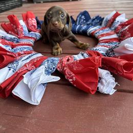 Dachshund Puppies from Johnson’s Weiner Farm