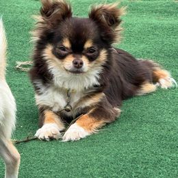 Chocolate Tri Female - Chocolate and white female Chihuahua puppy in Williamsburg, Virginia from PAWSitive Cheeky Chihuahuas