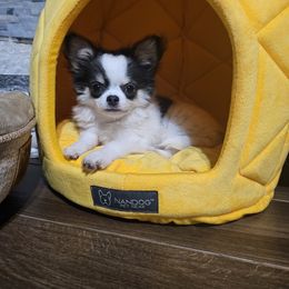 Chihuahua Puppies from Pretty Little Chis