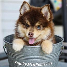 Porthos - Chocolate male Pomsky puppy in Christiana, Tennessee from Smoky Mountain Pomskies