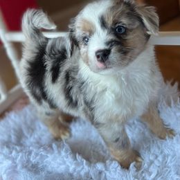 Ember blue Merle male - Blue merle Miniature Australian Shepherd puppy in Buchanan, Georgia from Stanleyville Farm Mini Aussies