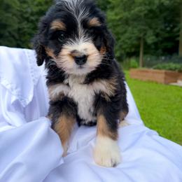 Pebbles - Tri-color female Bernedoodle puppy in St Joe, Indiana from Pawsh Bernedoodles
