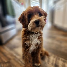 Indiana - Goldendoodle