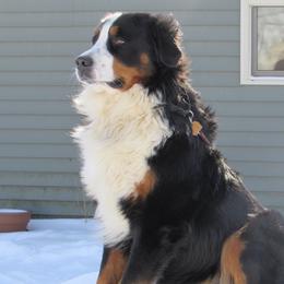 Sam - Bernese Mountain Dog