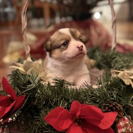 Pembroke Welsh Corgi puppies from Standing Oaks Kennel