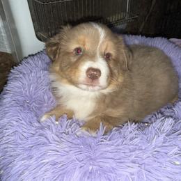 Cream red merle - Red merle male Miniature Australian Shepherd puppy in Graham, North Carolina from Thompson Farm Mini Aussies