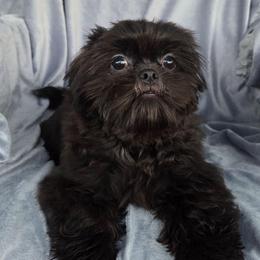 Blue Collar - Black male Shih Tzu puppy in Waynesboro, Pennsylvania from Big Win Shih Tzus
