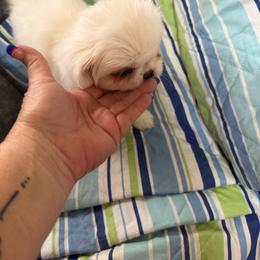 Falcore - White male Pekingese puppy in Cedar City, Utah from Pekingese Zoo