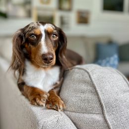 Winnie - Dachshund