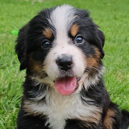 Red Boy - Black rust and white Bernese Mountain Dog puppy in Lecanto, Florida from DBDR Berners and Saints