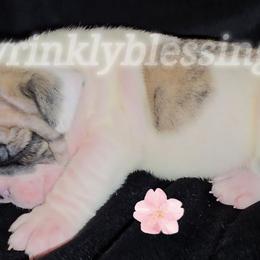 Holly - Red brindle and white female Bulldog puppy in Granville, Iowa from Wrinkly Blessings English Bulldogs