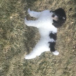 Poodle Puppies from 406 Poodles