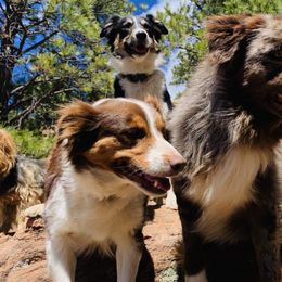 Australian Shepherds from Whitney Hill Aussies
