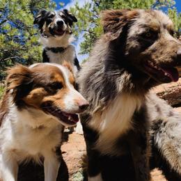 Australian Shepherds from Whitney Hill Aussies
